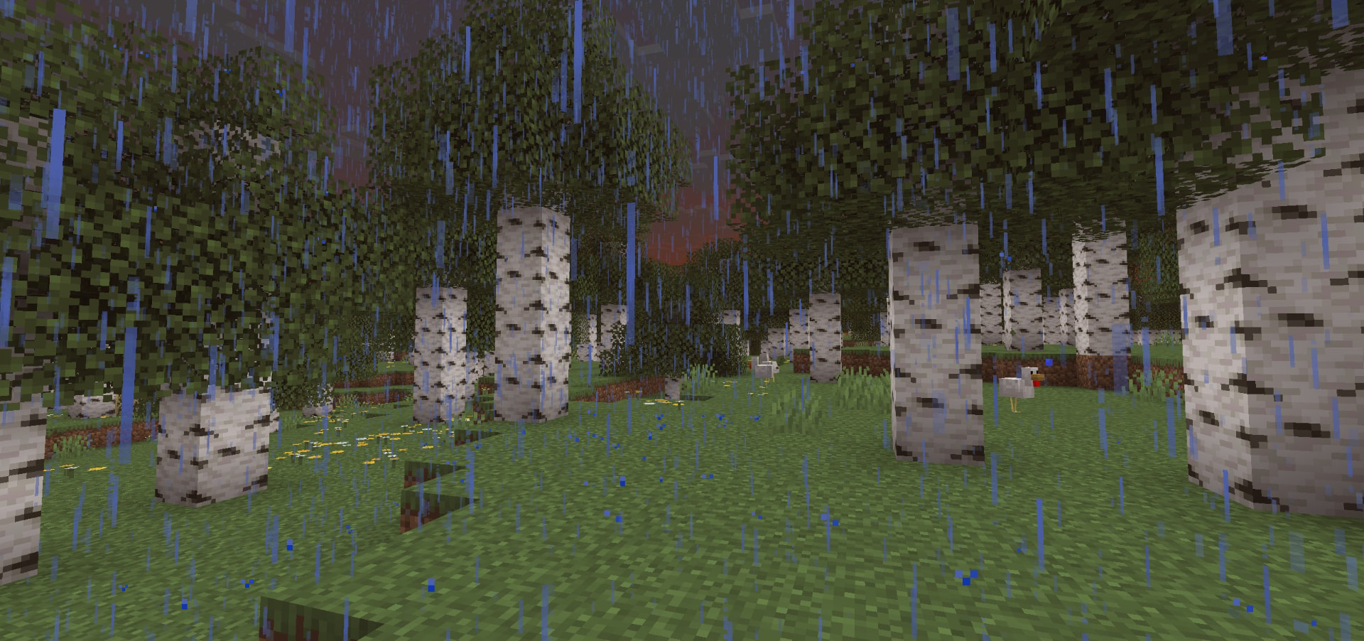 A rainy birch forest at dusk in the PetalMC Wilderness